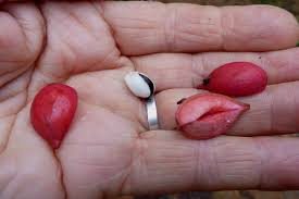 Image result for Paullinia pinnata