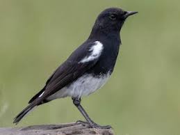 Image result for Clutia monticola