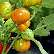 Image result for Solanum aethiopicum