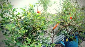 One cherry contains more vitamin c than an orange and supplies the recommended daily allowance of this essential nutrient! Buy Acerola Cherry Florida Sweet Fruit Trees Malpighia Emarginata