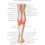 Start studying leg muscles (posterior view). Muscles Of Leg Superficial Dissection Posterior View