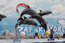 More images for vore дельфин » Bangkok Thailand March 8 Dolphin Show At Safari World March 8 2016 In Bangkok Thailand Stock Photo Picture And Royalty Free Image Image 55558741