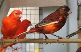 Check spelling or type a new query. Rahasia Agar Burung Kenari Makin Istimewa