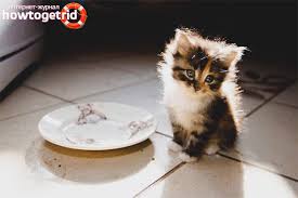 Maybe you would like to learn more about one of these? Bagaimana Memberi Makan Anak Kucing Dengan Cirit Birit
