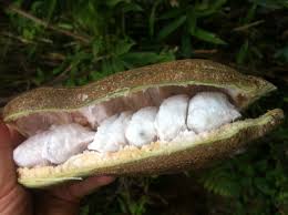 Pin On Frutas Y Frutos De Colombia