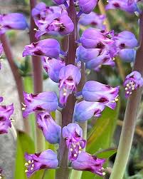 Image result for Hyacinthaceae