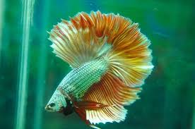35 Stunning Betta Splendens Betta Fish Types Betta Fish Betta