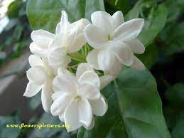 A Bunch Of Jasmine Flowers White Jasmine Flower Jasmine Flower Flowers