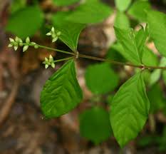 Image result for Psilotrichum