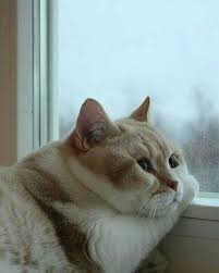 Cats Cat Animals Gatos Michi Catofinstagram Photography Catstagram Catnap Tumblr Love Foto Photography Ins Animals Cats And Kittens Cute Animals