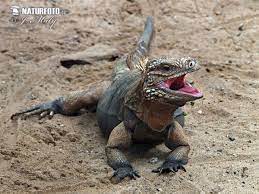 Cyclura Nubila Iguana Lizard Reptiles