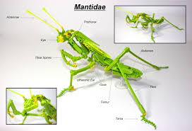 Lego Mantis Insect Collection Praying Mantis Lego Animals