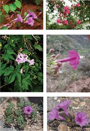 Image result for Ipomoea involucrata
