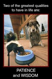 16265803 10154513686951339 7903965368259536955 N Jpg 480 720 Funny Animal Pictures Smart Dog Animal Memes