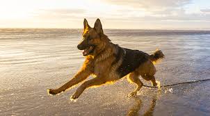Image result for german shepherd dog