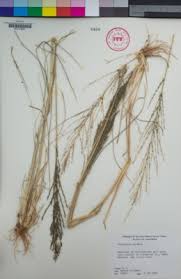 Image result for Leptochloa fusca