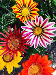 Check spelling or type a new query. 7 Easy To Grow Winter Flowering Plants To Bring Colour And Butterflies Into Your Garden Lifestyle News India Tv