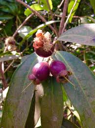 Image result for Syzygium jambos