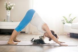 Whether you're looking for strength, agility, or flexibility and balance, we have the yoga fit classes for you. Fitness Mit Hund Vtg Tiergesundheit