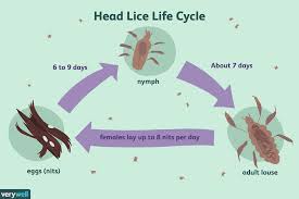 How to calculate how long you have had lice? Head Lice Coping And Support