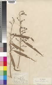 Image result for Boscia salicifolia