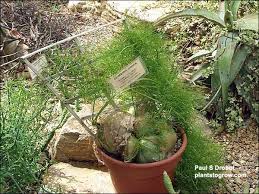 Image result for Bowiea volubilis