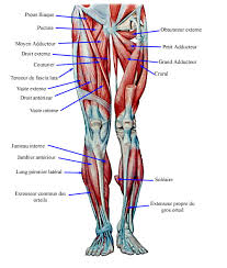 Stronger leg muscles are also more economic leg muscles, meaning they carry oxygen more efficiently and carry the runner further, faster. Vaughan S Blog The Muscles In The Leg