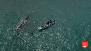 We did not find results for: Dji Joins Snotbot S Sea Of Cortez Expedition