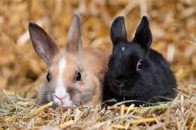Pin On Rabbit Questions And Answers