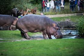 Einige zimmer bieten einen sitzbereich, der zum entspannen einlädt. Zoo Berlin Zoologischer Garten