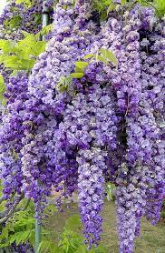 Fragrant Wisteria Amazing Flowers Beautiful Flowers Plants