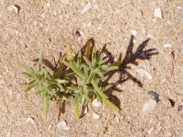 Image result for Salsola kali