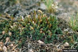 Image result for Selaginella nivea