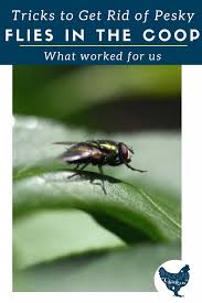 But they'll keep coming back if you don't clean your home regularly. Backyard Chickens How To Get Rid Of Flies Get Rid Of Flies Chickens Backyard Raising Chickens