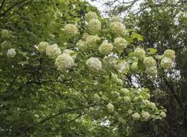 Magnolia trees are some of the oldest and most beautiful flowering plants on earth. A List Of Shimmering White Flowering Trees To Soothe Your Eyes Gardenerdy