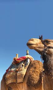 The capital of egypt is cairo. Camel Saddles Aramcoworld Aramcoworld