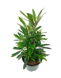 Image result for Plerandra