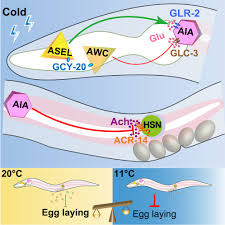GCY-20 signaling controls suppression of Caenorhabditis elegans egg laying  by moderate cold: Cell Reports