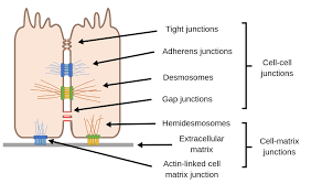 Maybe you would like to learn more about one of these? Cell Junctions Labster Theory