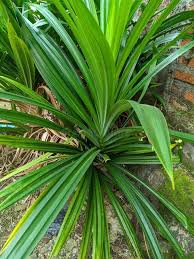 Image result for Pandanaceae