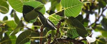 Maybe you would like to learn more about one of these? Ficus Species Bo Tree Bodhi Tree Peepul Tree Sacred Fig Ficus Religiosa