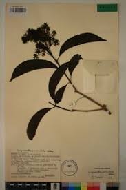 Image result for Corynanthe