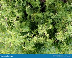 Image result for Phyllanthus reticulatus