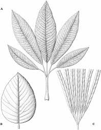 Image result for Illigera pentaphylla