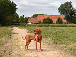 Landgoed Haarzuilens Hondsdol