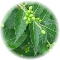 Image result for Brucea