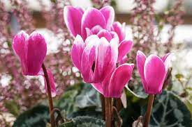 All the rain we complained about in january and february has brought us the most amazing superbloom! Delightful Winter Gardening Tips 16 Southern California Flowers Blooming Anomaly