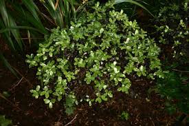 Image result for Pittosporum mildbraedii