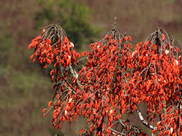 Image result for Erythrina falcata