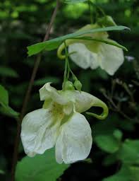 Image result for Impatiens psychadelphoides